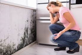 Best Mold Odor Removal Services  in Homeacre Lyndora, PA